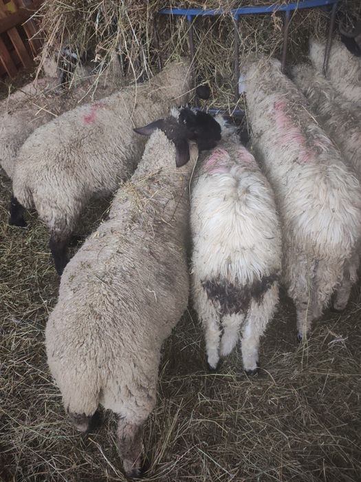 salut ,am berbecuti de vînzare ,si brezi si sulfok de carne