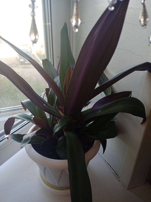 Цветы комнатные .