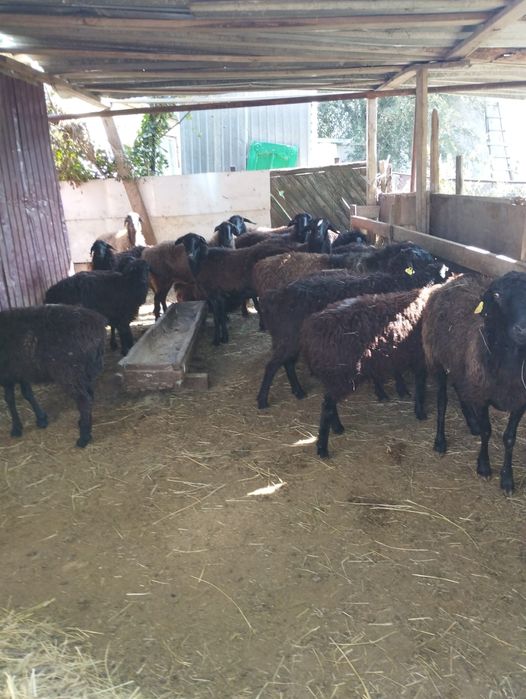 Койлар, токтылар сатылады