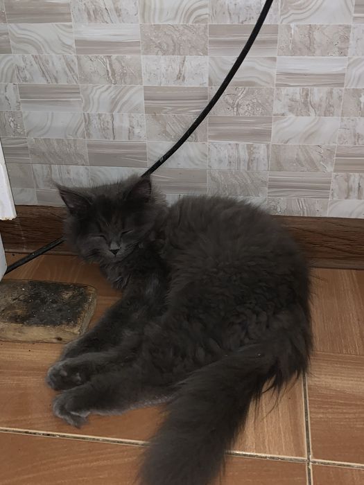 отдам в хорошие руки персидского кота!