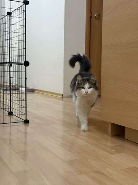 Отдам кота в добрые рукие