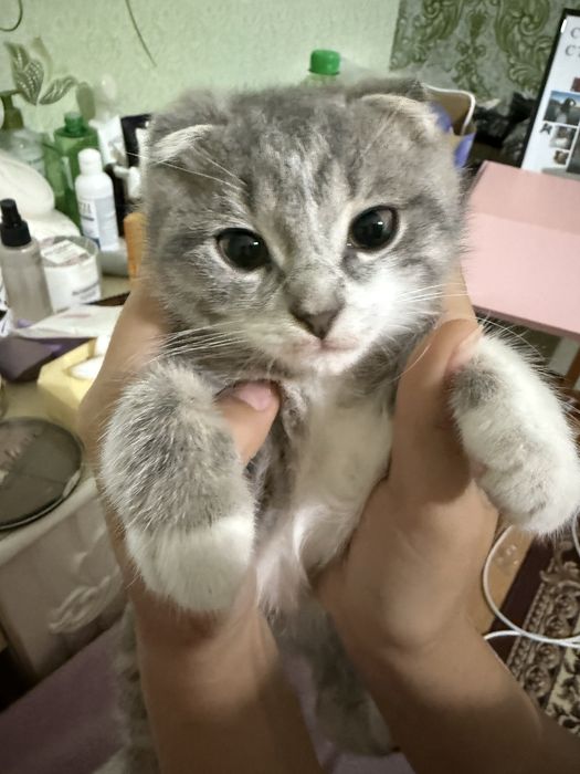 Кошка шотландская