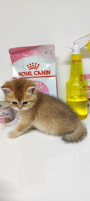 Британские котята.  .