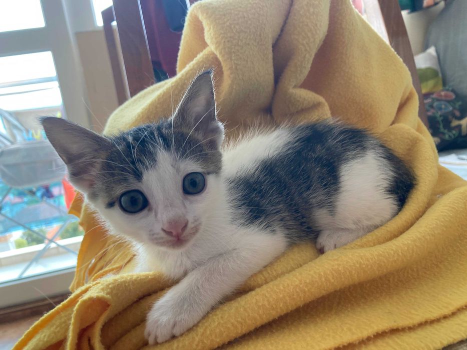 Морско котенце си търси дом!