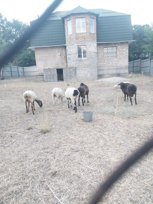 В продаже имеются  кошкары