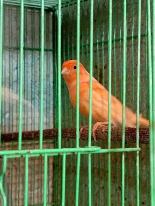 Молодые канарейки