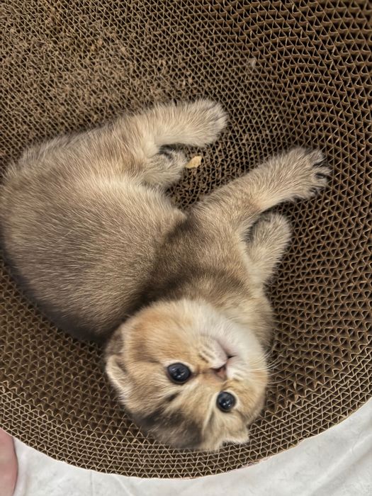 Скоттиш фолд чистокровные