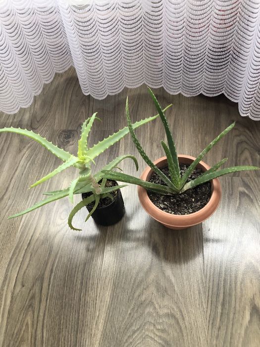 Алоэ разных сортов