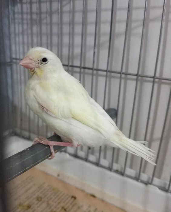 Kanareka oq maladoy sotiladi