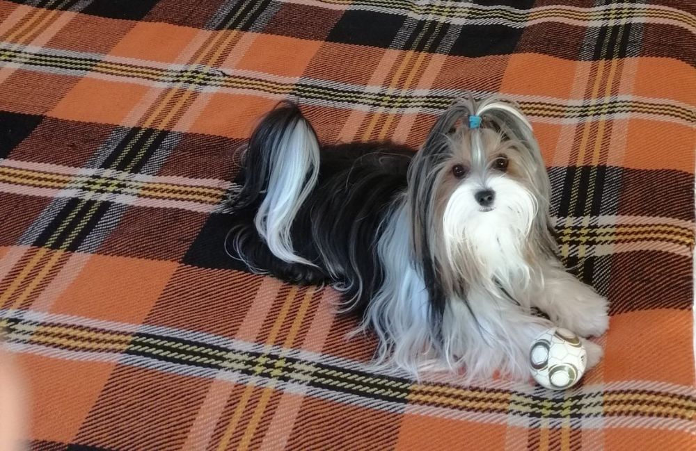 Хотел за кучета, котки, зайци, гризачи и птици