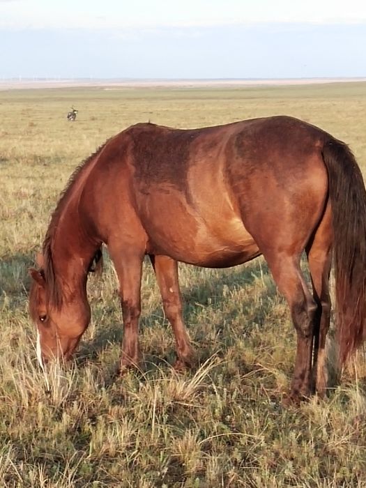 Продам кобылу жирную