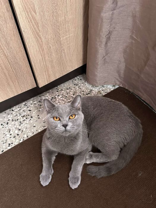 Британска котка. Уникална
