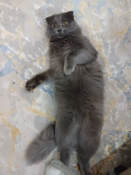 Шотландский вислоухий кот