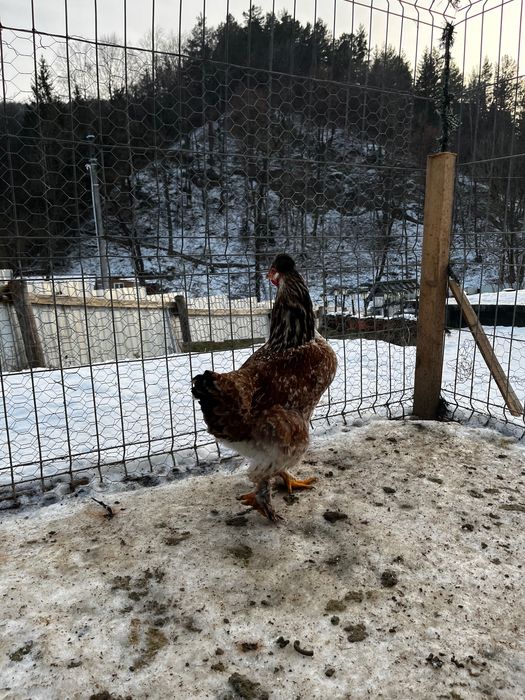 Vând puicuțe,gaini si cocoși de tarat care fac și ouă verzi