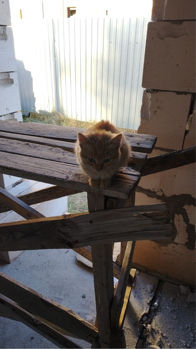 Отдам даром котенка