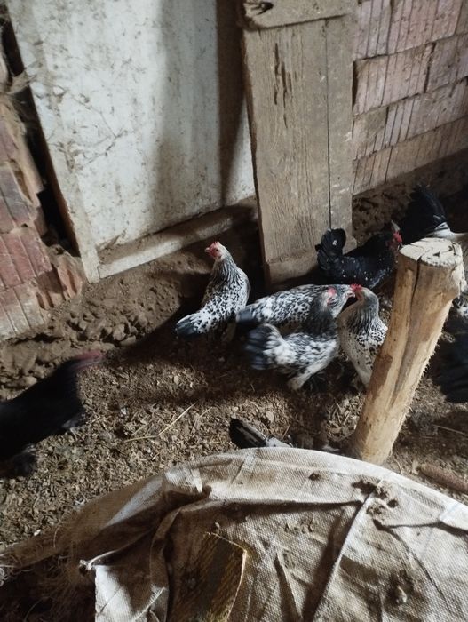 Vând ouă gainușe liliputi mii de flori