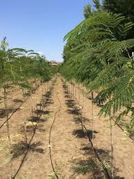 Vand puieti de  arbori de mătase la ghiveci și  glicina altoita la ghi