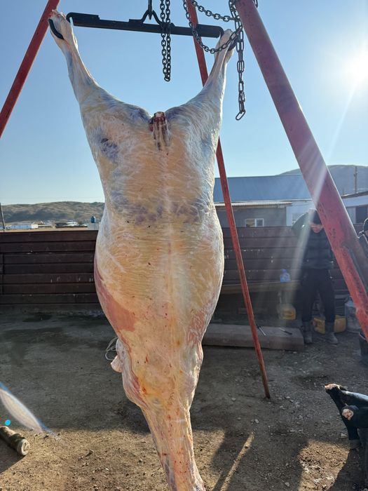 Жылқы еті сатылады