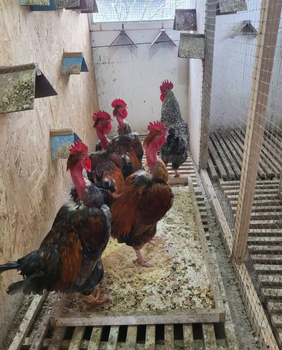 Cocosi si găini de vanzare pentru sacrificat sau prasila 100 roni