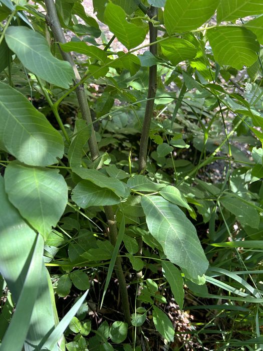 Ореховое дерево, орешня