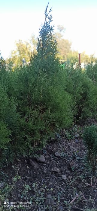 Продаётся туя брабант (западная)  от 90 см