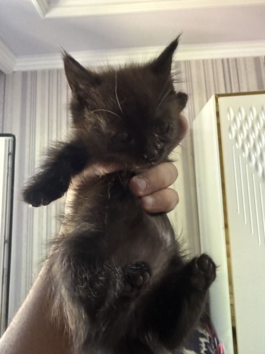 Kuzya 3 haftalik tekinga beriladi