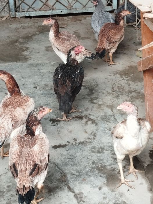 Дакан товуклари ва тухумлари сотиладии