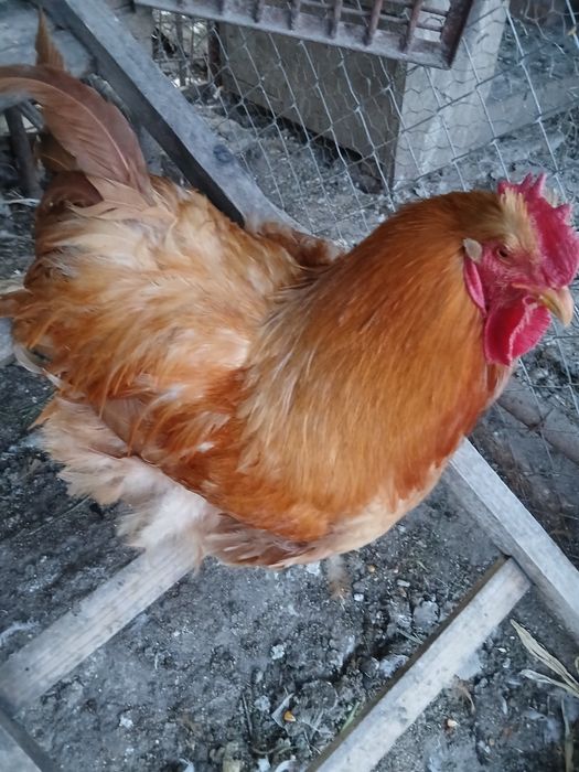 Oua cochinchina galben uriaș pt incubat