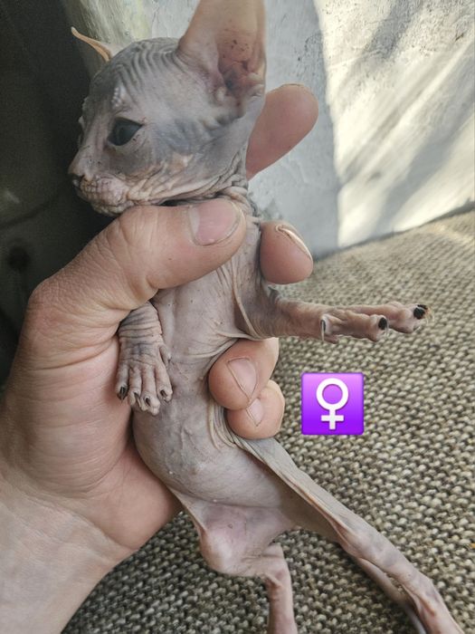 Котята канадского сфинкса