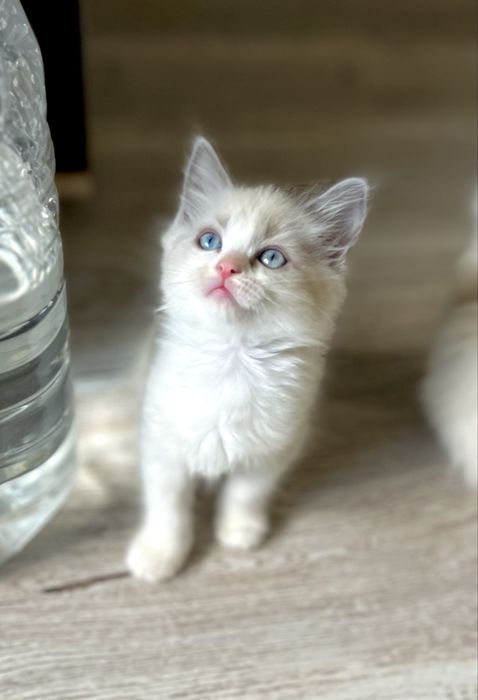 Puiuț Ragdoll blue