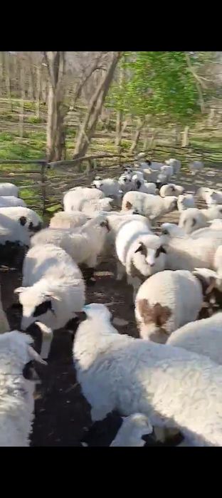 Vând miei mari Vând miei Mari Vând miei Mari  greutate 27-30