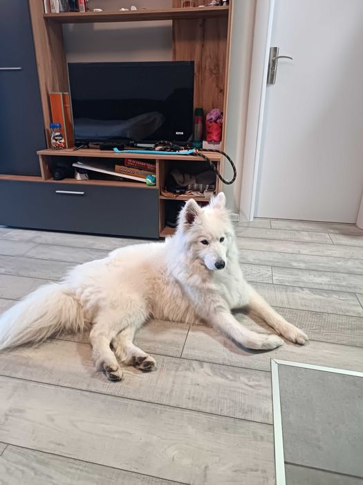 "Хотел" за кучета/гледач/