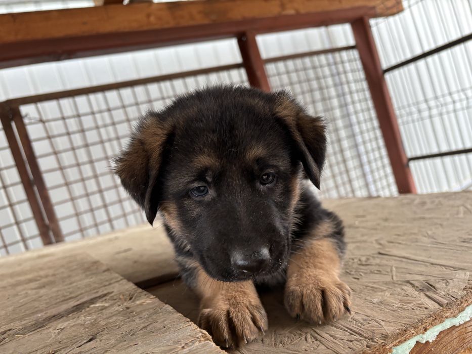 Catelusa ciobanesc german