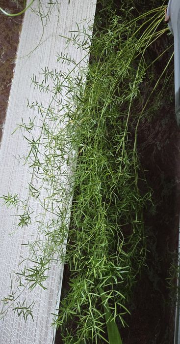 Аспарагус два вида