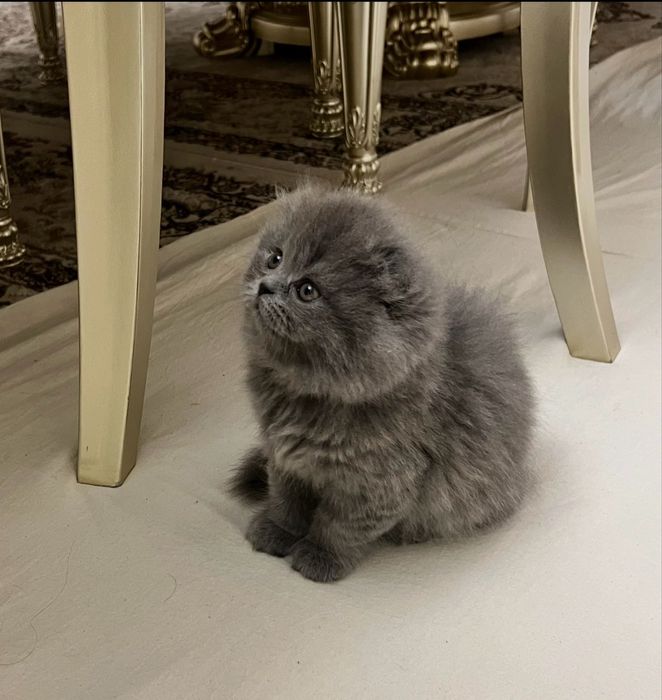 Хайленд-фолд девочка