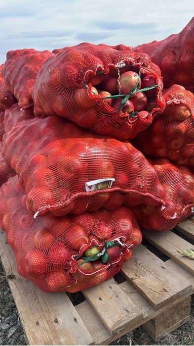 Продам яблоки в мешках