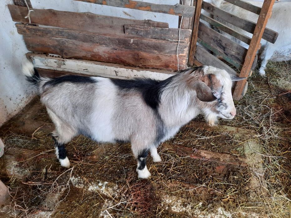 Альпий теке  козёл