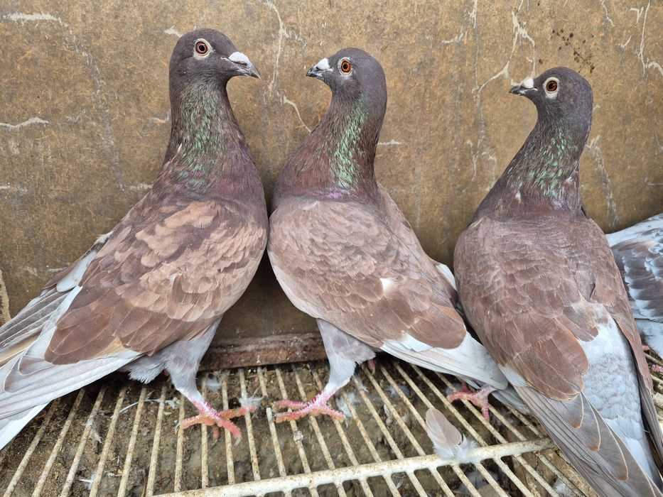 Vând porumbei voiajor culori