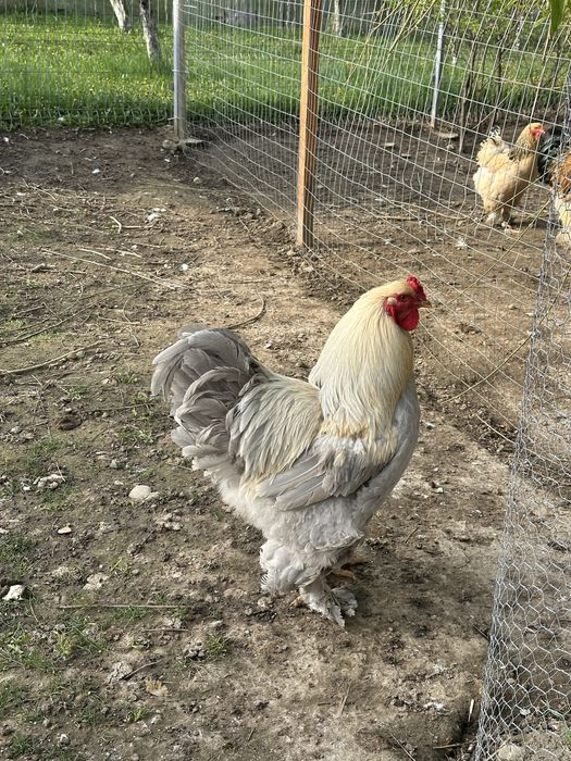 Brahma Isabel cocos 1 an