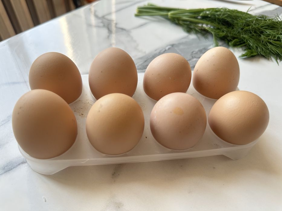 Яйцо,инкубационные яйца,Жумыртка.