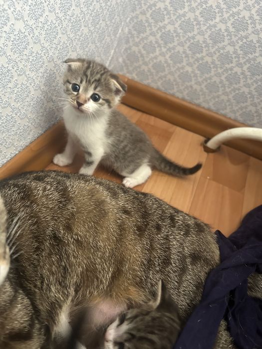 вислоухие котята