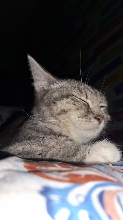 Кошка,марғау зовут Лиа