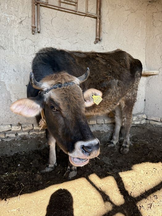 Зотдор моллар сотилади