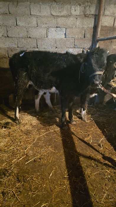 Бузвулы Сиыр сатылады