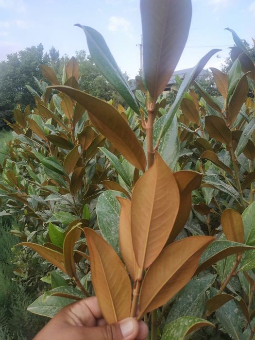 Маржвинка старичка сипирал