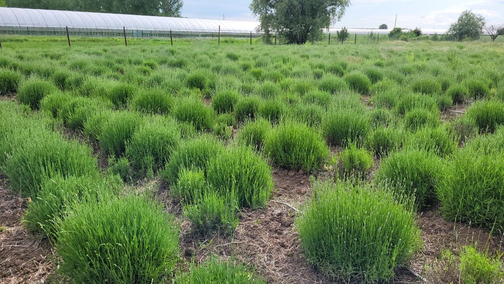 Tufe Lavanda Bucuresti