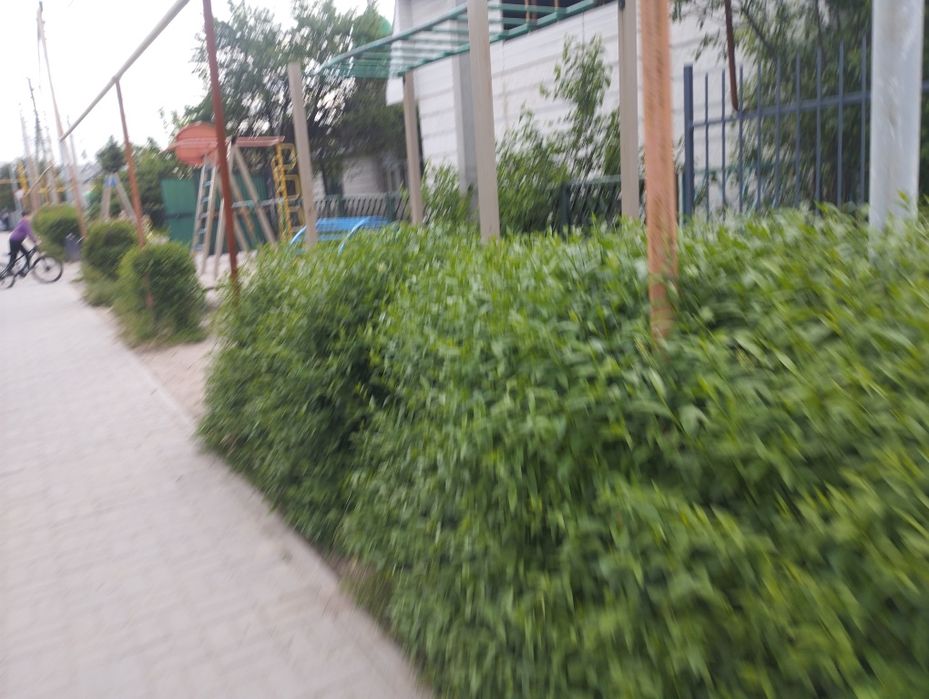 Обрезка живой изгороди