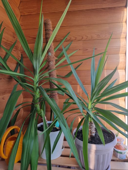 Продам комнатные цветы