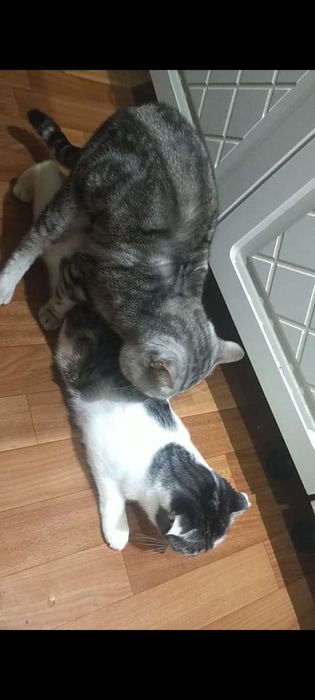 Вязка кота скотишш-страйт 9000