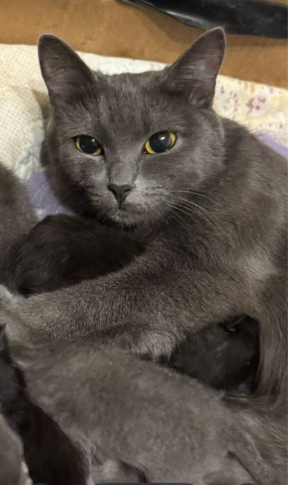 Кошка корат для вязки бесплатно